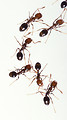 Free Stock Photo: Fire ants isolated on a white background