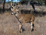 Free Stock Photo: A white-tailed deer in an open field