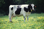 Free Stock Photo: A black and white dairy cow standing in a field