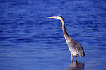 Free Stock Photo: A great Grey Heron standing in the water