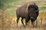 Free Stock Photo: A buffalo standing in a field