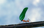 Free Stock Photo: An ant carrying a leaf on a branch