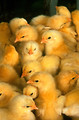 Free Stock Photo: A group of young chicks