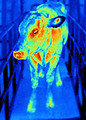 Free Stock Photo: Infrared image of a cow.