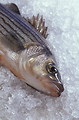 Free Stock Photo: A hybrid striped bass on ice