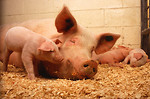 Free Stock Photo: A pig and her piglets in a stall