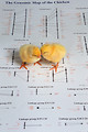 Free Stock Photo: A pair of chicks atop a picture of a genetic map of a chicken
