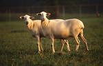 Free Stock Photo: A pair of St. Croix hair sheep standing in a field