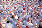Free Stock Photo: A large flock of turkeys