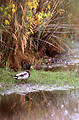Free Stock Photo: A duck standing by a pond