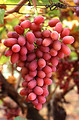Free Stock Photo: A bunch of red Crimson Seedless grapes