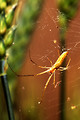 Free Stock Photo: A long-jawed orb weaver spider on a web
