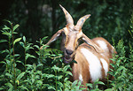 Free Stock Photo: A goat eating some leaves off a plant