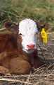 Free Stock Photo: Close-up of a young calf with a tag on its ear