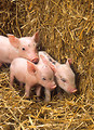 Free Stock Photo: Three piglets by a bale of straw
