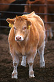 Free Stock Photo: A Piedmontese-Herfor crossbred calf.