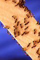 Free Stock Photo: Fire ants on a wooden stick