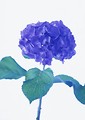 Free Stock Photo: A blue flower isolated on a white background