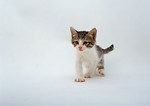Free Stock Photo: A kitten isolated on a white background
