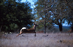 Free Stock Photo: A white-tail deer running in the woods