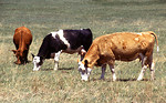 Free Stock Photo: Three cows grazing in a pasture