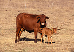 Free Stock Photo: A brown Senopol cow and calf in a field