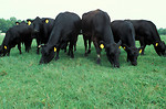Free Stock Photo: Black Angus cows grazing in a pasture