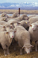 Free Stock Photo: A flock of sheep