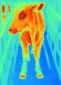 Free Stock Photo: Infrared image of a cow infected with foot-and-mouth-disease virus