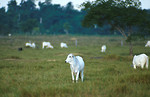 Free Stock Photo: White Nelore cows in a pasture