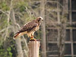 Free Stock Photo: Close-up of a red-tailed hawk perched on a stump