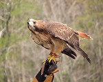 Free Stock Photo: Close-up of a red-tailed hawk perched on a glove