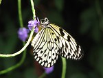 Free Stock Photo: Close-up of a yellow butterfly