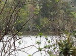 Free Stock Photo: A view of a lake through tree branches