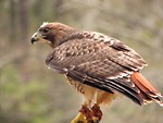 Free Stock Photo: Close-up of a red-tailed hawk