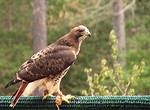 Free Stock Photo: Close-up of a red-tailed hawk