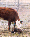 Free Stock Photo: A beef cow attending to her newborn calf