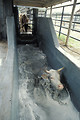 Free Stock Photo: A cow in a tick treatment bath on a farm