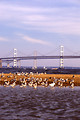 Free Stock Photo: Birds on the shore of the ocean by a bridge