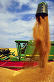 Free Stock Photo: A combine dumping a harvested load of wheat