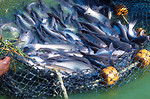 Free Stock Photo: A basket of freshly caught catfish