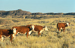 Free Stock Photo: Hereford cattle on a range