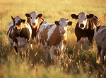 Free Stock Photo: Cows in a field