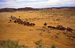 Free Stock Photo: Ranchers rounding up cattle on a ranch