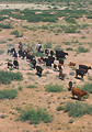 Free Stock Photo: Ranchers rounding up cattle in a field
