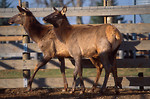 Free Stock Photo: A pair of elk on a farm