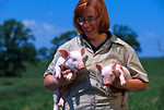 Free Stock Photo: A researcher holding a pair of 10 day old piglets