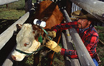 Free Stock Photo: A researcher attaching a grazing sensor to a cow
