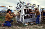 Free Stock Photo: Researchers inspecting a caged cow for ticks