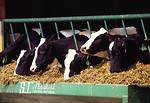 Free Stock Photo: A row of Holstein dariy cows eating from a trough
